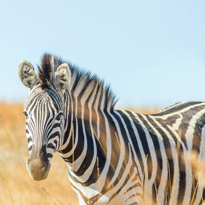 World Wildlife Day: How You Can Help Save The Endangered?