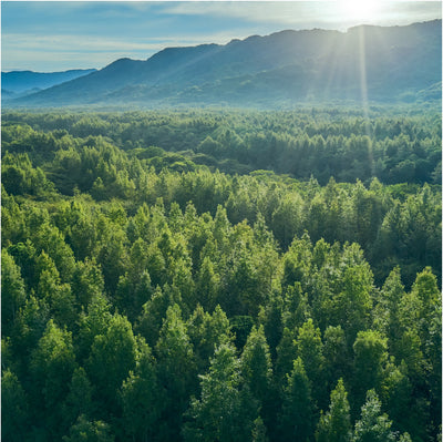 How EcoSoul Is Supporting Our Forests